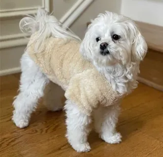 Soft Plush Dog Pullover - Lavender